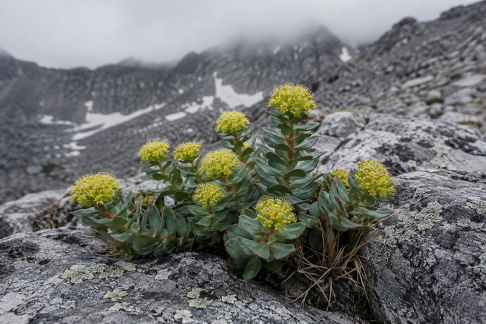 Rhodiola rosea plant with yellow flowers and thick succulent leaves growing among rocks on a cold high-altitude mountain slope, the adaptogen used in fat-loss and fatigue formulas